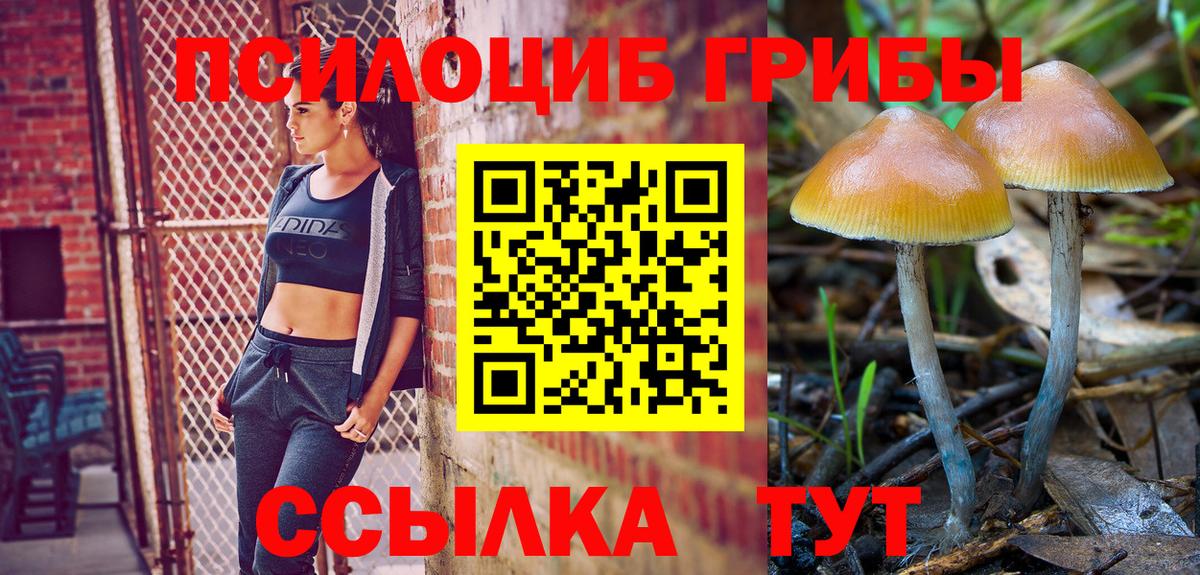 Псилоцибиновые грибы Psilocybe  Вход с VPN  Новозыбков 